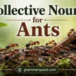 Collective Nouns for Ants