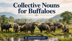 Collective Nouns for Buffaloes