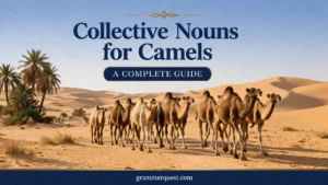 Collective Nouns for Camels: A Complete Guide