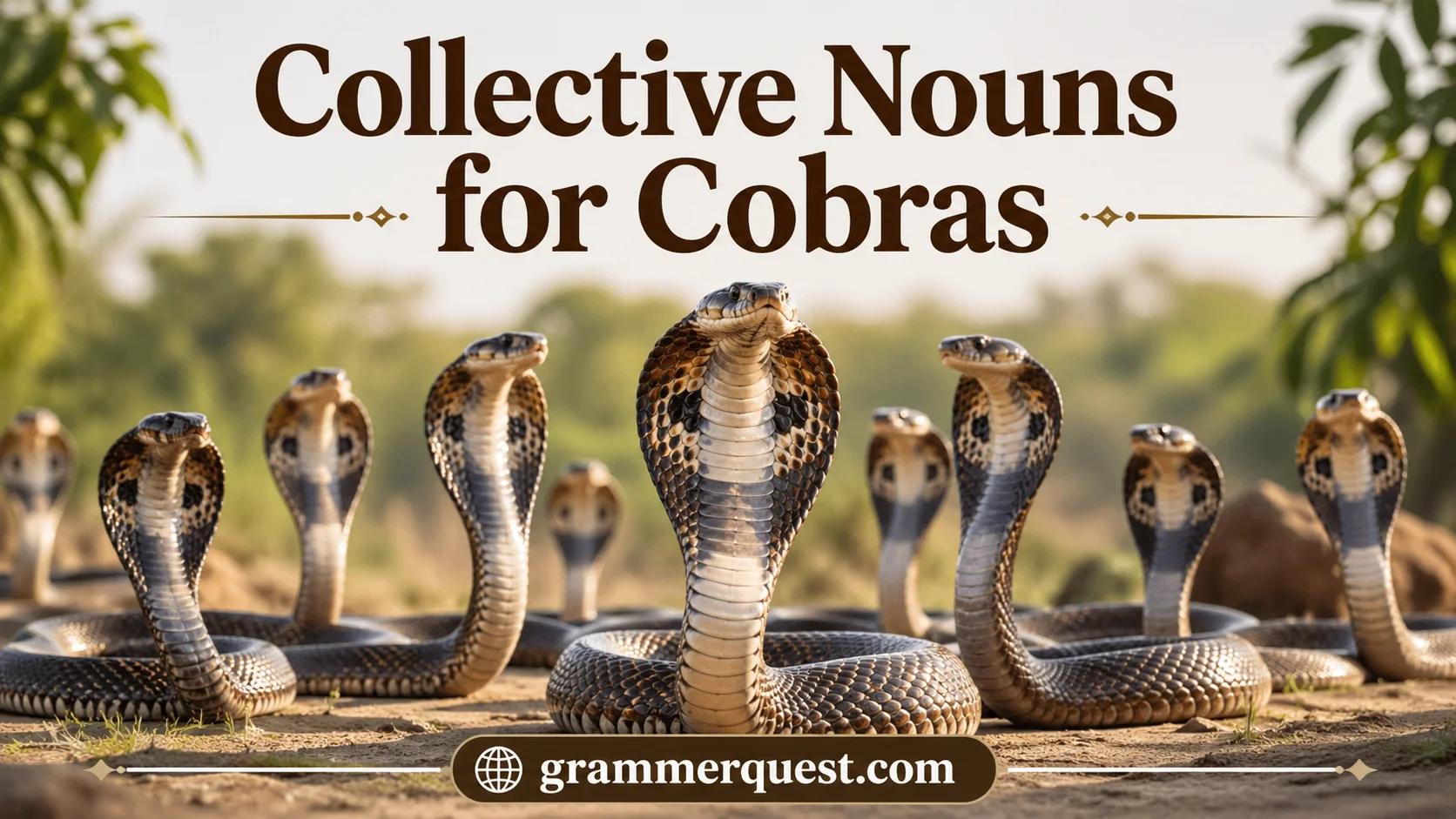 Collective Nouns for Cobras