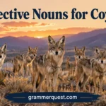 Collective Nouns for Coyotes