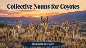 Collective Nouns for Coyotes