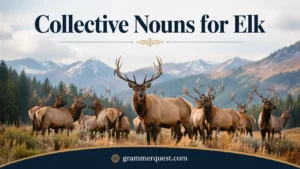 Collective Nouns for Elk