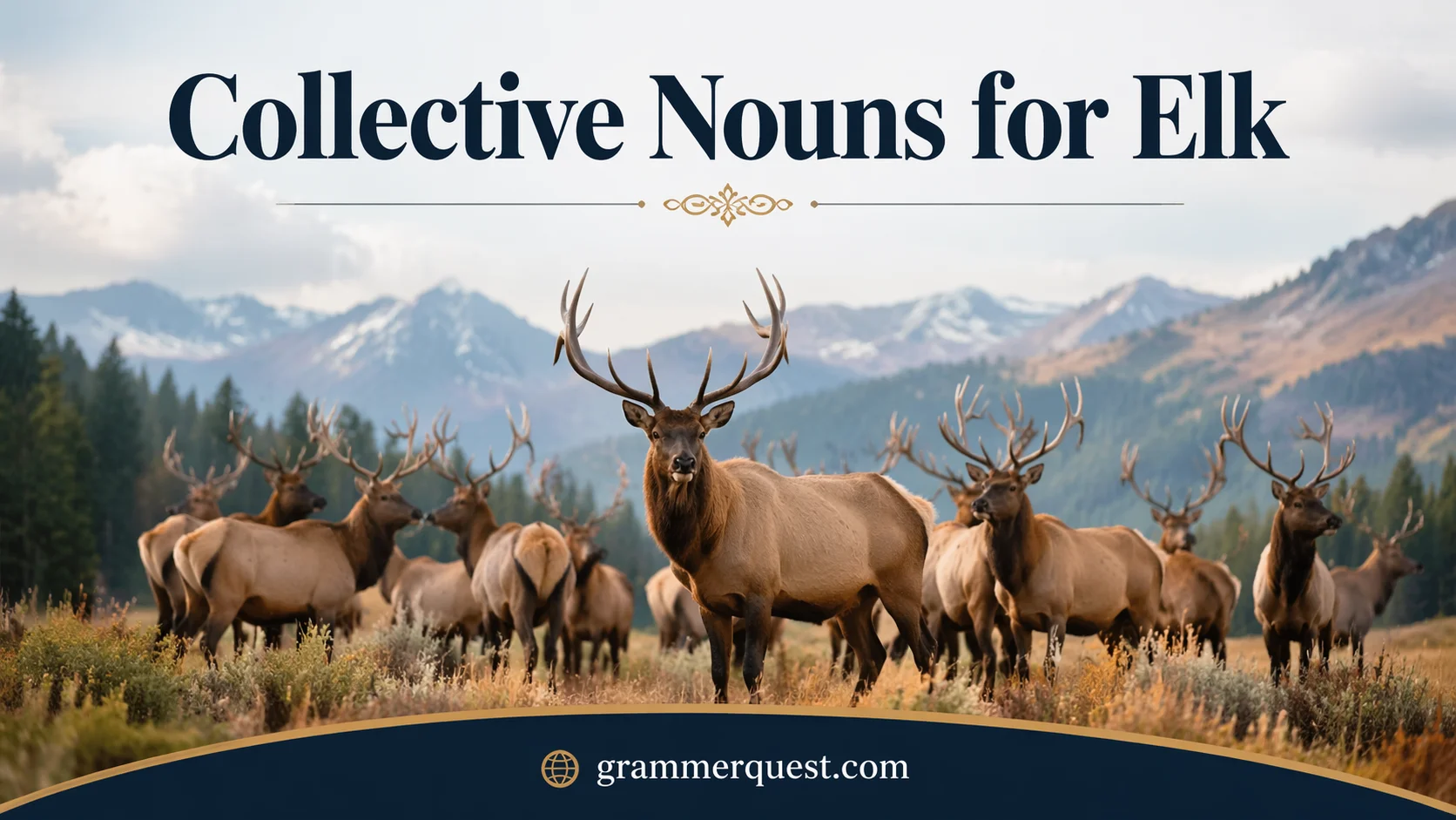 Collective Nouns for Elk