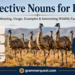 Collective Nouns for Emus: Meaning, Usage, Examples & Interesting Wildlife Facts