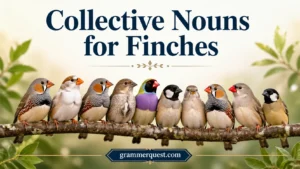 Collective Nouns for Finches