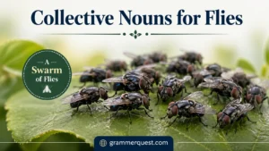 Collective Nouns for Flies