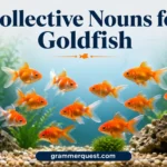 Collective Nouns for Goldfish