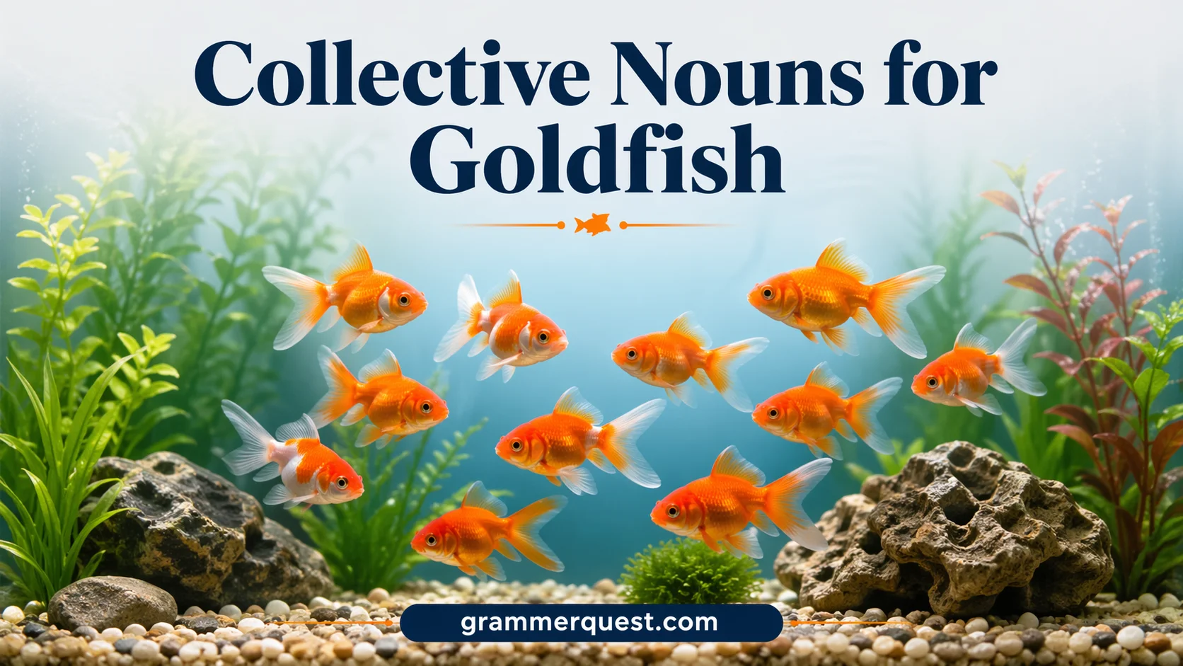 Collective Nouns for Goldfish