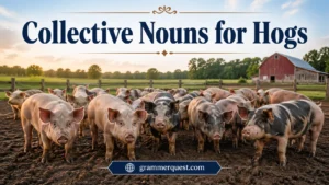 Collective Nouns for Hogs