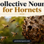 Collective Nouns for Hornets