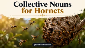 Collective Nouns for Hornets