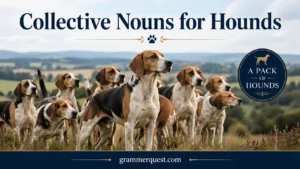 Collective Nouns for Hounds