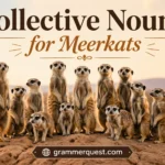 Collective Nouns for Meerkats