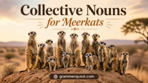 Collective Nouns for Meerkats