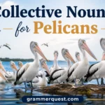 Collective Nouns for Pelicans