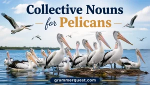 Collective Nouns for Pelicans