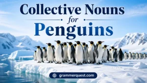 Collective Nouns for Penguins