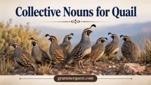 Collective Nouns for Quail