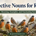Collective Nouns for Robins: Meaning, Examples, and Fascinating Facts