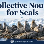 Collective Nouns for Seals