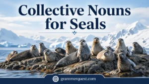 Collective Nouns for Seals