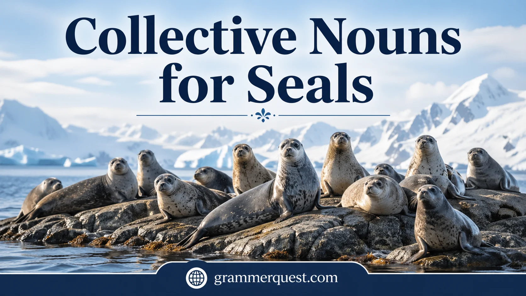 Collective Nouns for Seals