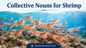 Collective Nouns for Shrimp