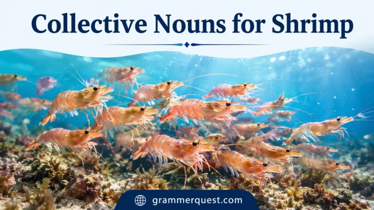 Collective Nouns for Shrimp