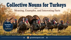 Collective Nouns for Turkeys: Meaning, Examples, and Interesting Facts