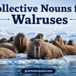 Collective Nouns for Walruses