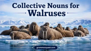 Collective Nouns for Walruses