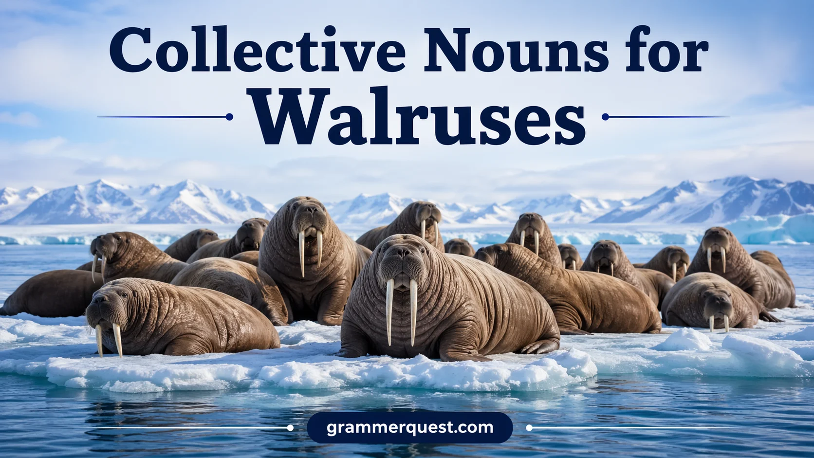 Collective Nouns for Walruses