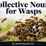 Collective Nouns for Wasps