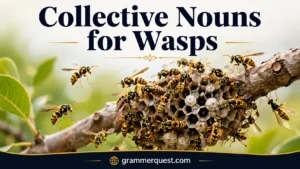 Collective Nouns for Wasps