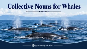 Collective Nouns for Whales