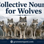 Collective Nouns for Wolves
