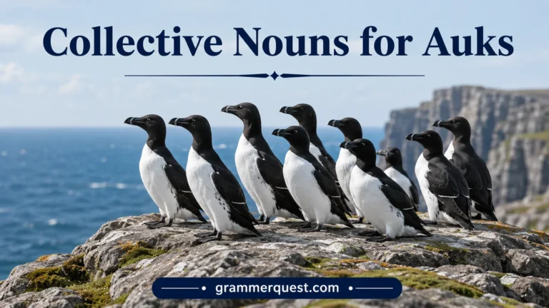 Collective Nouns for Auks