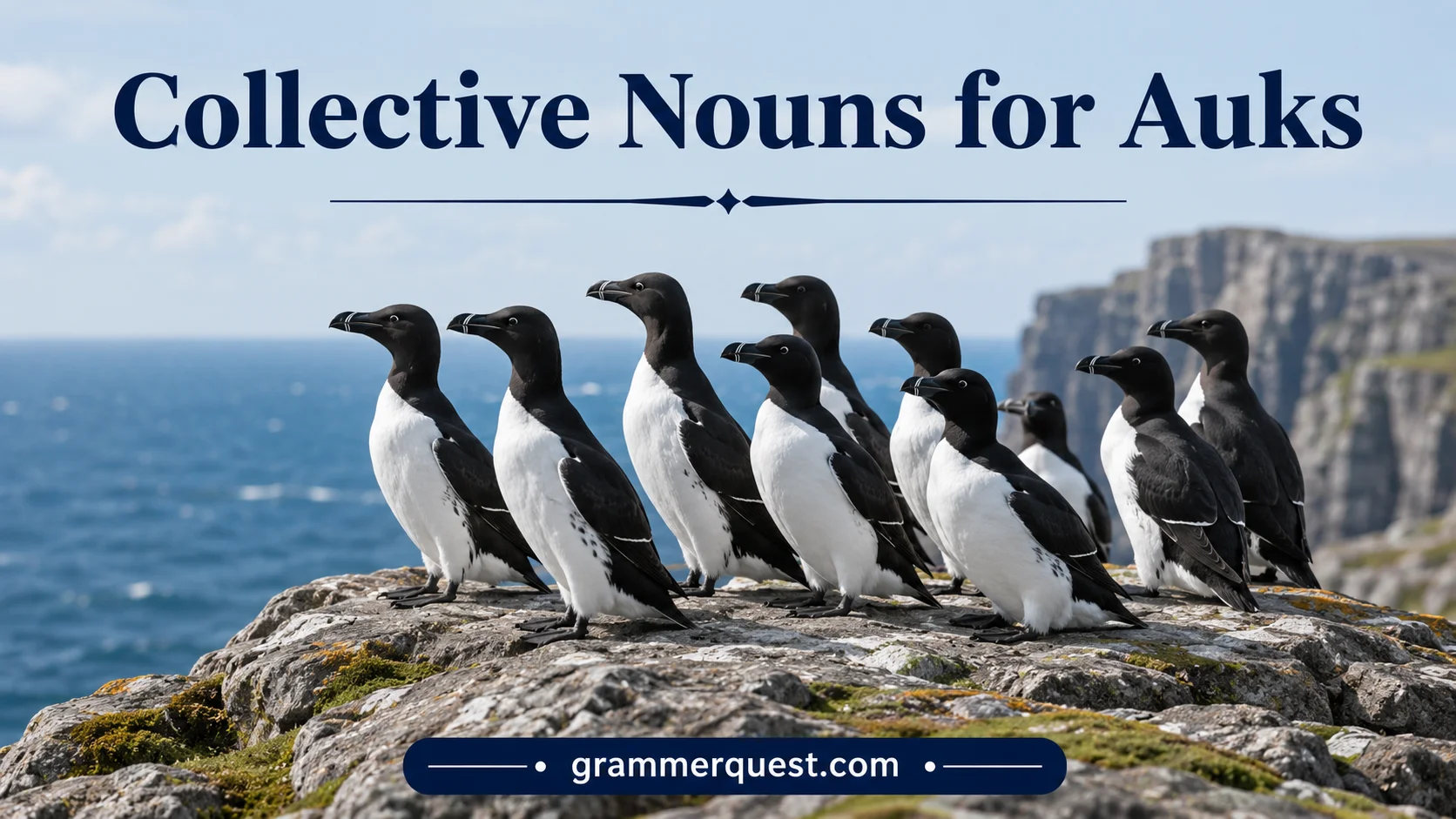 Collective Nouns for Auks