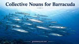 Collective Nouns for Barracuda