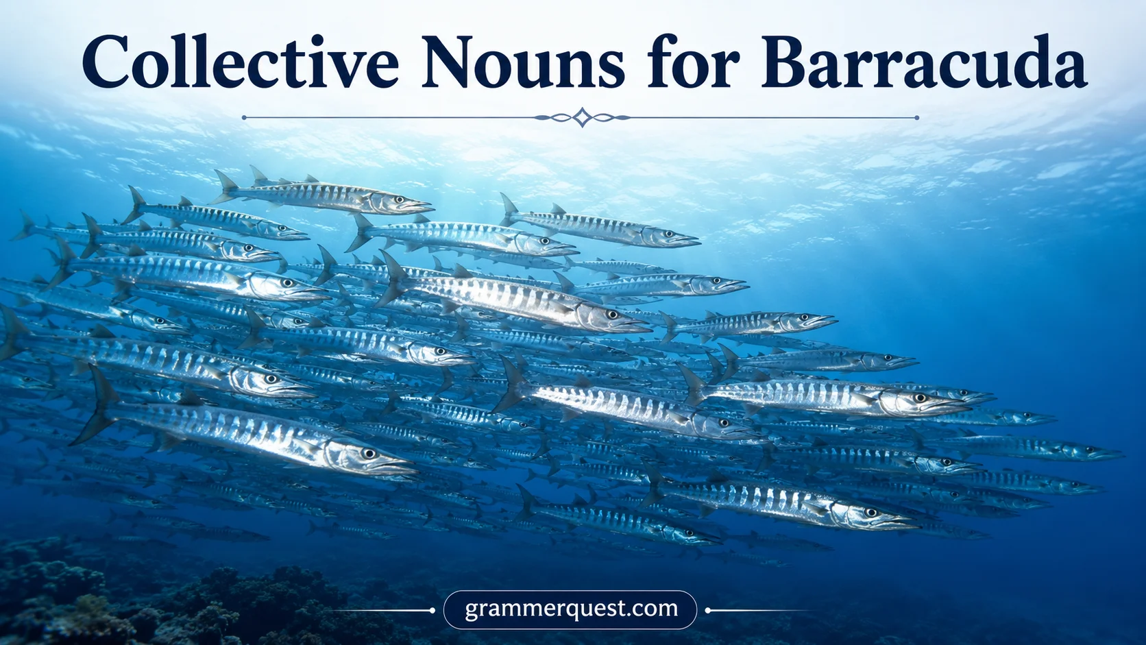 Collective Nouns for Barracuda