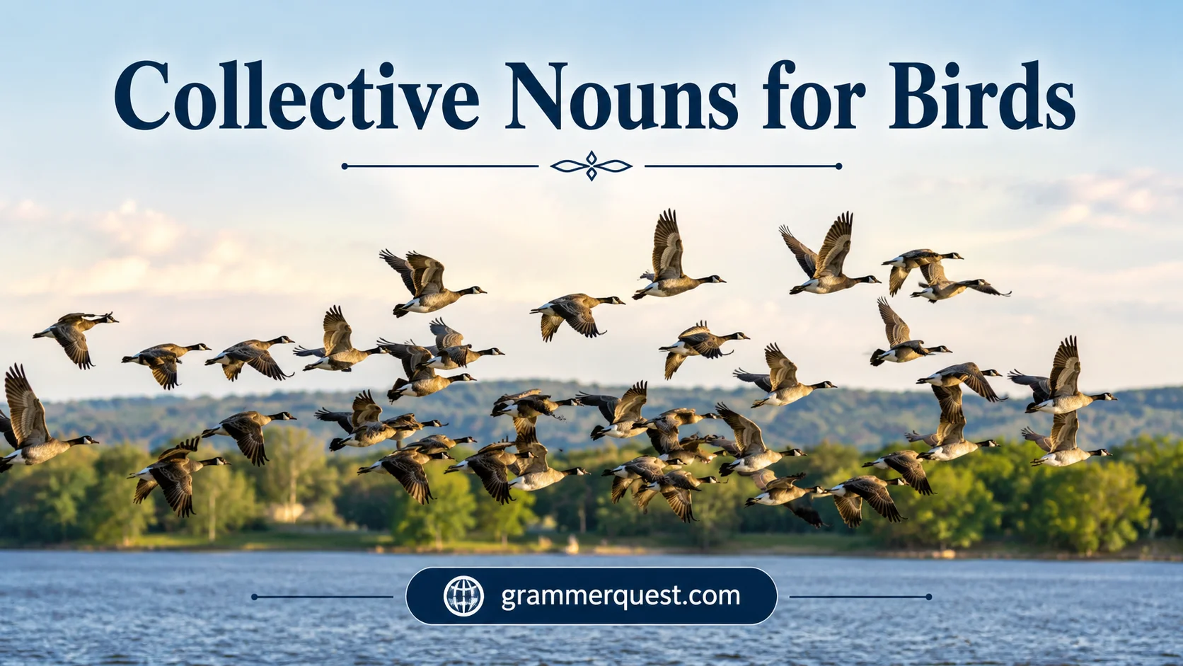 Collective Nouns for Birds
