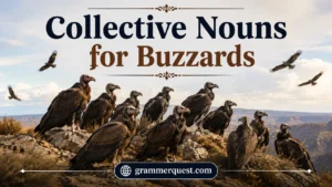 Collective Nouns for Buzzards