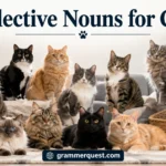 Collective Nouns for Cats