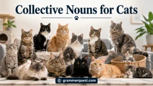Collective Nouns for Cats