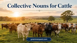 Collective Nouns for Cattle