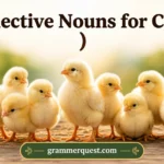 Collective Nouns for Chicks