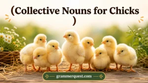 Collective Nouns for Chicks