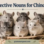 Collective Nouns for Chinchillas