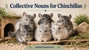 Collective Nouns for Chinchillas